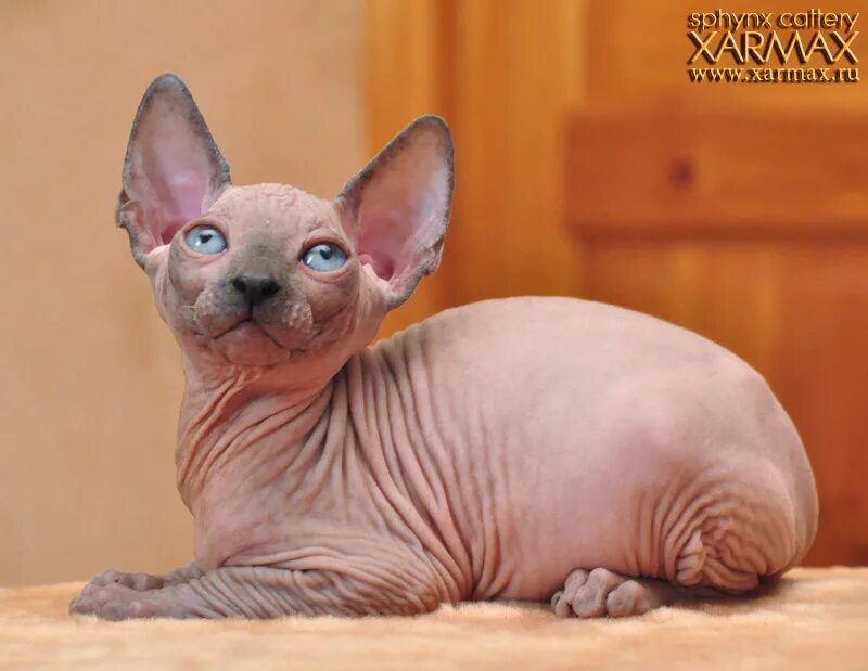 Канадский сфинкс сил пойнт. Блю пойнт канадский сфинкс. Канадский сфинкс голубой пойнт. Канадский сфинкс окрас пойнт. Канадский сфинкс сил поинт.