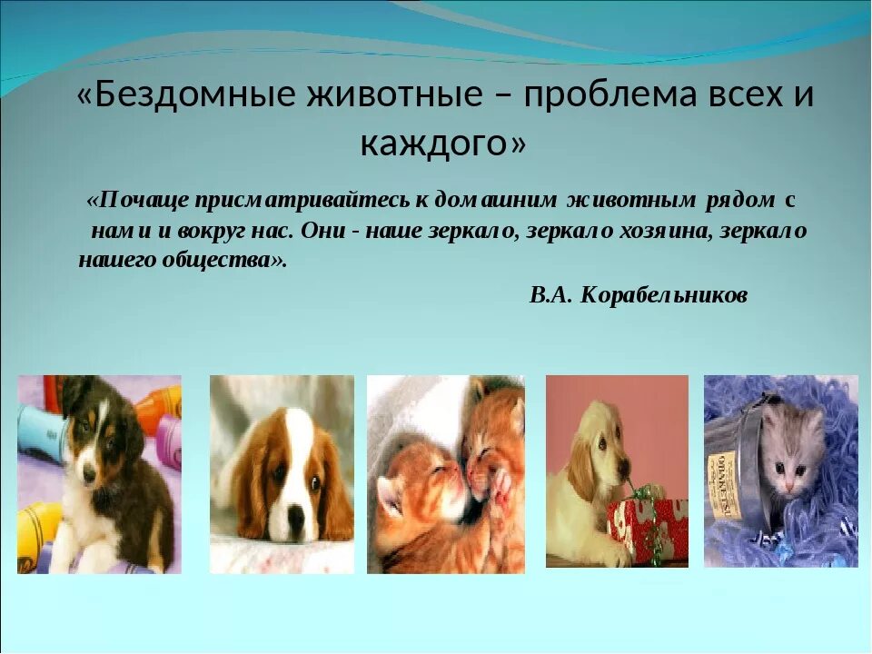 Проблема бездомных. Проблема бездомных. Проблема бездомных. Причины бездомных людей. Бездомные собаки презентация.