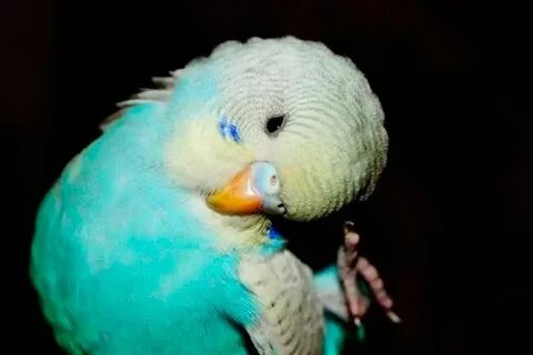 Голова волнистого попугая