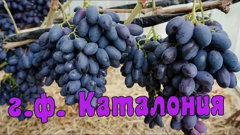 Виноград беларуси
