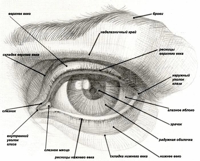 Элементы глаза. Строение глаза человека схема. Схема построения глаза человека. Строение глаза для рисования.