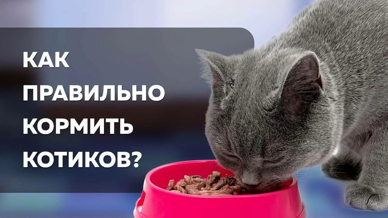 Питание кошек кормами. Питание кошек. Правильное питание кошки. Продукты питания для кошки. Диета для кастрированного кота.