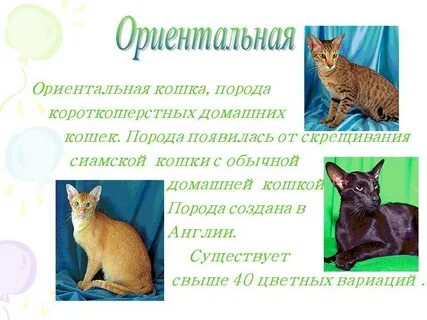 Рассмотрите фотографию кошки породы ориентальная выберите характеристики