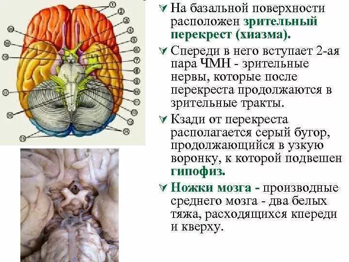 Зрительный нерв в головном мозге. Зрительный нерв ,хиазма анатомия. Перекрест волокон зрительного нерва. Зрительный Перекрест анатомия. Зрительный Перекрест хиазма.