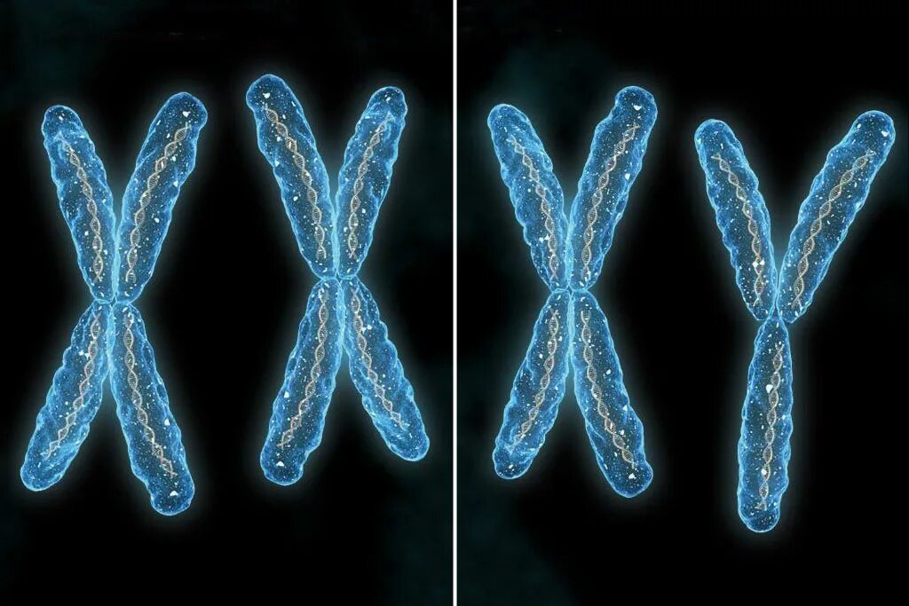 Вторая х хромосома. XX XY хромосомы. Строение Игрек хромосомы. XY хромосомы пол. Женские и мужские хромосомы.