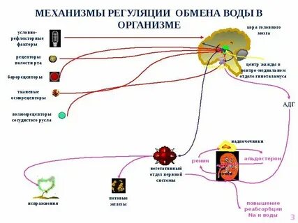 Механизм водно солевого обмена