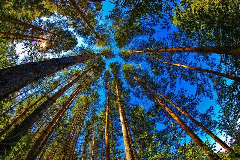 Свежий лесной воздух. Ранним летним утром приятно побродить по лесу подышать. Лес чист и свеж. Красивые леса. Летним утром приятно побродить по лесу подышать свежим воздухом.