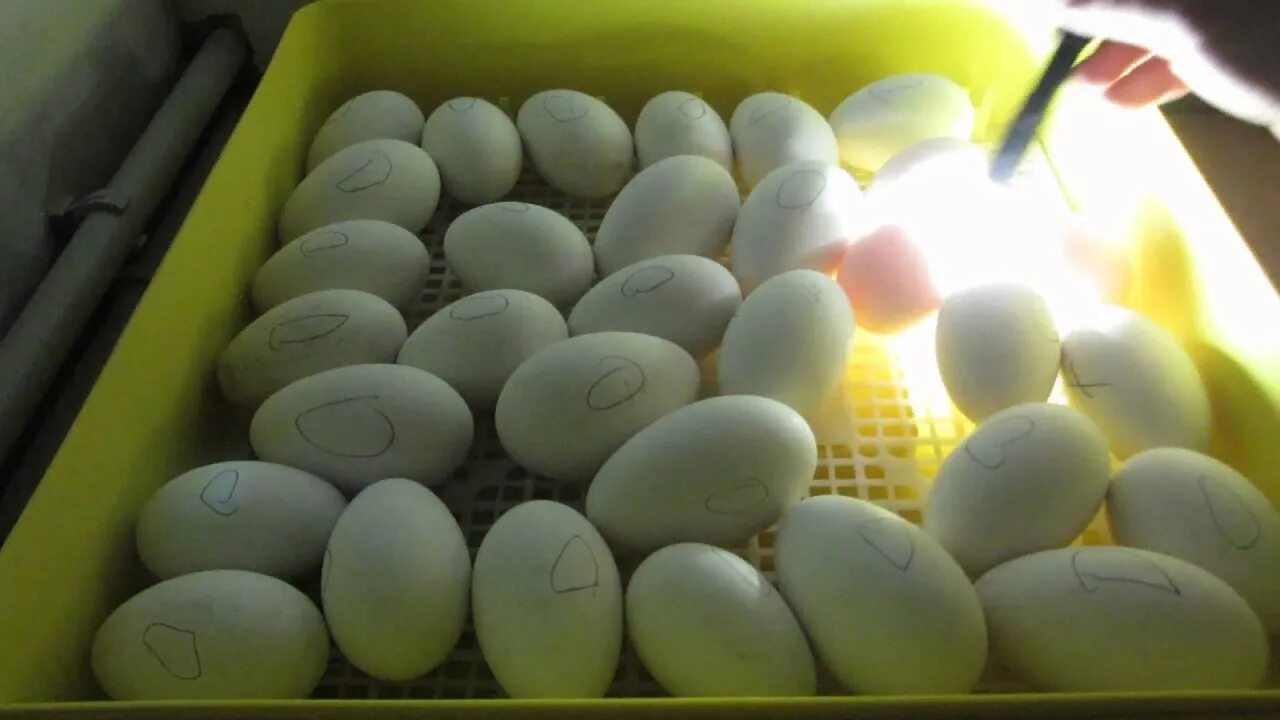 Чем можно начинать яйца. Овоскопирование гусиных яиц. Овоскопирование индюшиных яиц. Гуси инкубация овоскопирование.