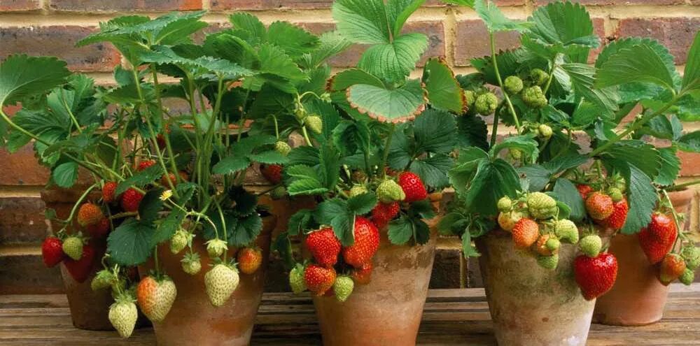 клубника ампельная ремонтантная в кашпо. клубника в вазонах. земляника ремонтантная сельва. земляника ремонтантная елизавета 2 на балконе. клубника в горшке на подоконнике.