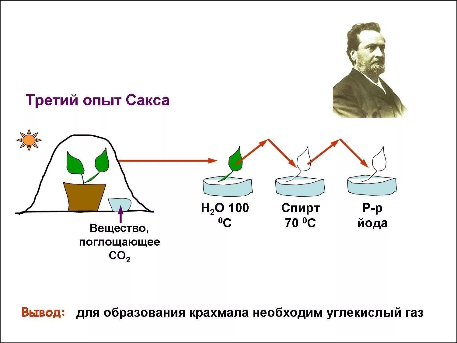 Опыт фотосинтез вода. Юлиус Сакс опыт фотосинтез. Опыт Сакса фотосинтез. (Опыт Юлиуса Сакса по фотосинтезу. Проба Сакса фотосинтез.