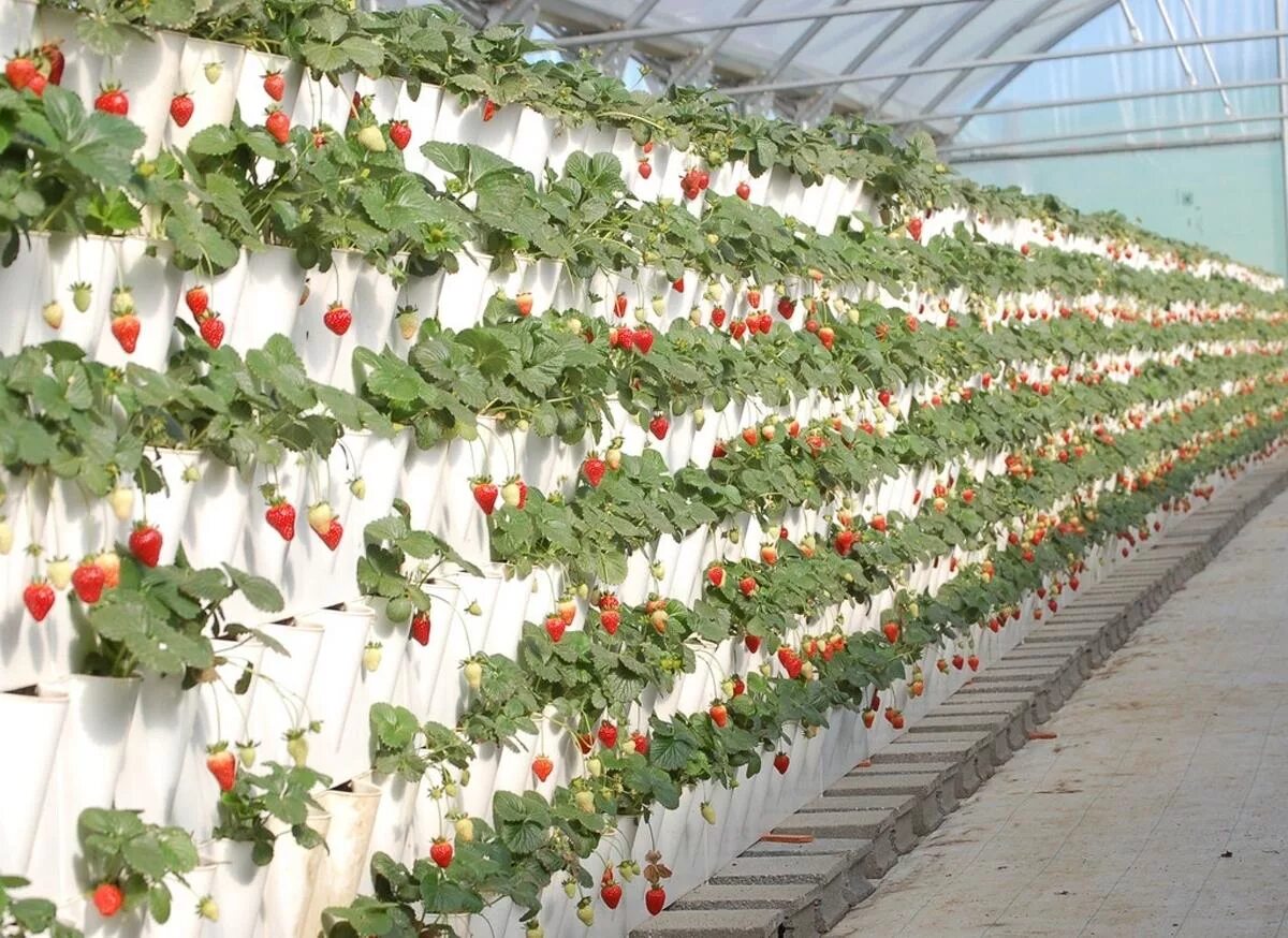 Агротехника выращивания клубники. Грунт для клубники. Ремонтантная шпалерная клубника. Виктория вьющаяся ремонтантная клубника. Агротехника выращивания клубники.