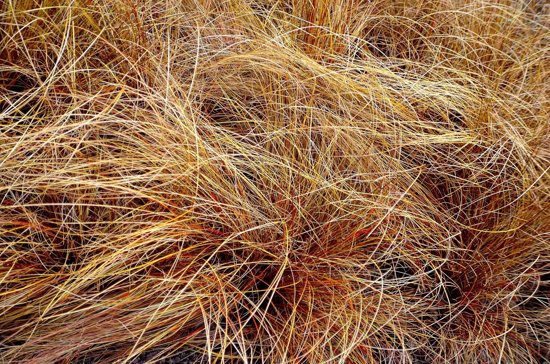 Сухая картинка. Сухая трава. Желтая трава. Засохшая трава. Осенняя трава.
