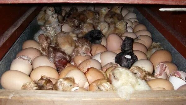 Можно ли сажать яйца. Цыплята из инкубатора. ЦЫПЛЯТАВ икубаторе. Вылупившиеся цыплята. Яйцо цыпленок.