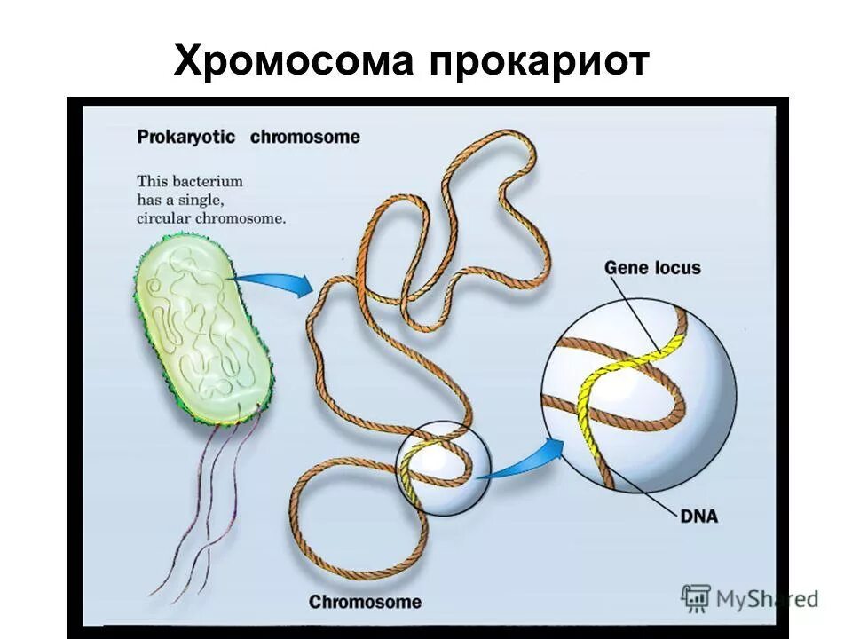 Кольцевая днк прокариот. Строение бактериальной хромосомы. Строение хромосомы бактерий. Строение хромосомы бактериальной клетки. Структура бактериальной хромосомы.