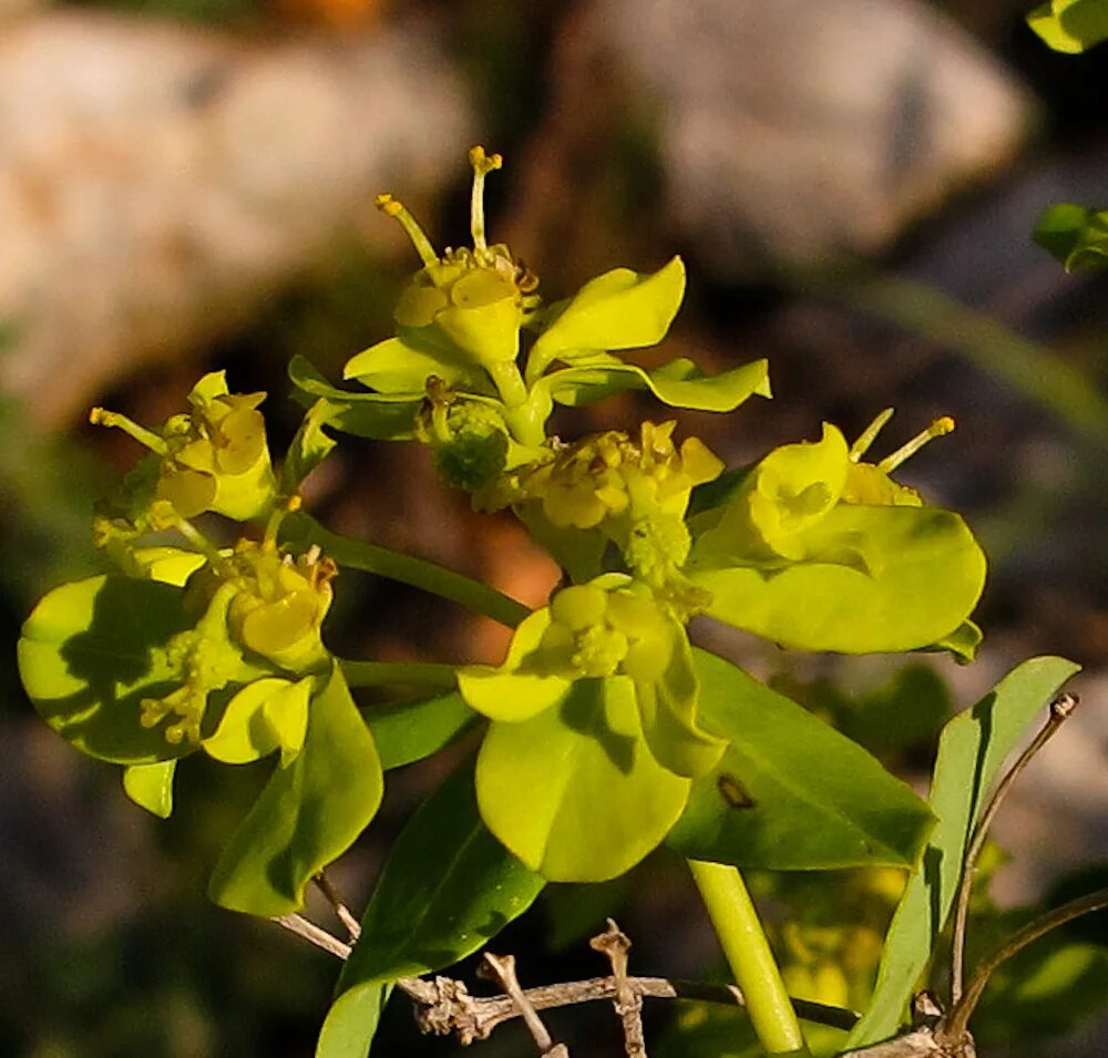 Молочайные. Молочайные (Euphorbiaceae). Молочай австралийский (Euphorbiaceae. Молочай Иерусалимский. Молочайные (подсемейство) Молочайные.