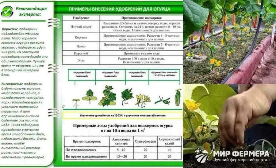 Посадка огурцов чем удобрить. Схема удобрения огурцов. Удобрения для огурца в теплице. Схема подкормки огурцов в теплице. Таблица подкормки огурцов в теплице.