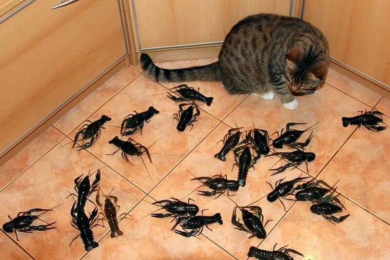 едят ли кошки тараканов. едят ли кошки тараканов. игрушка для кошки фитомышь с кошачьей мятой veda. гнездо тараканов. гнездо тараканов в квартире.