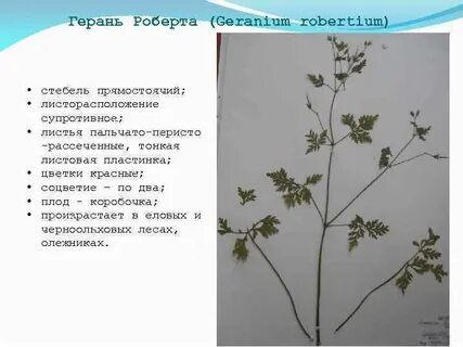 Герань тип жилкования