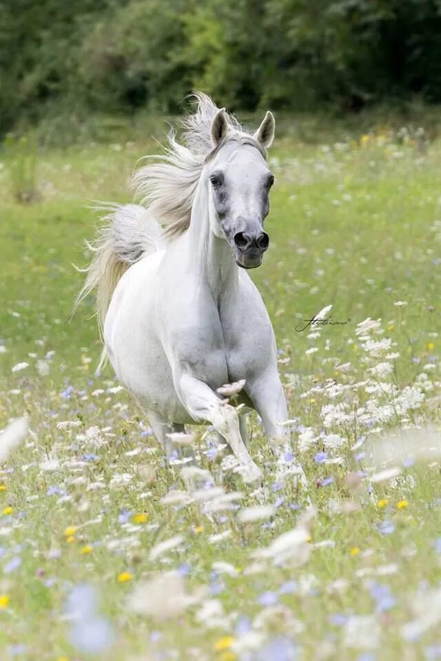 Фризская Аппалуза. Белый конь. Красивые лошади. Красивый белый конь.
