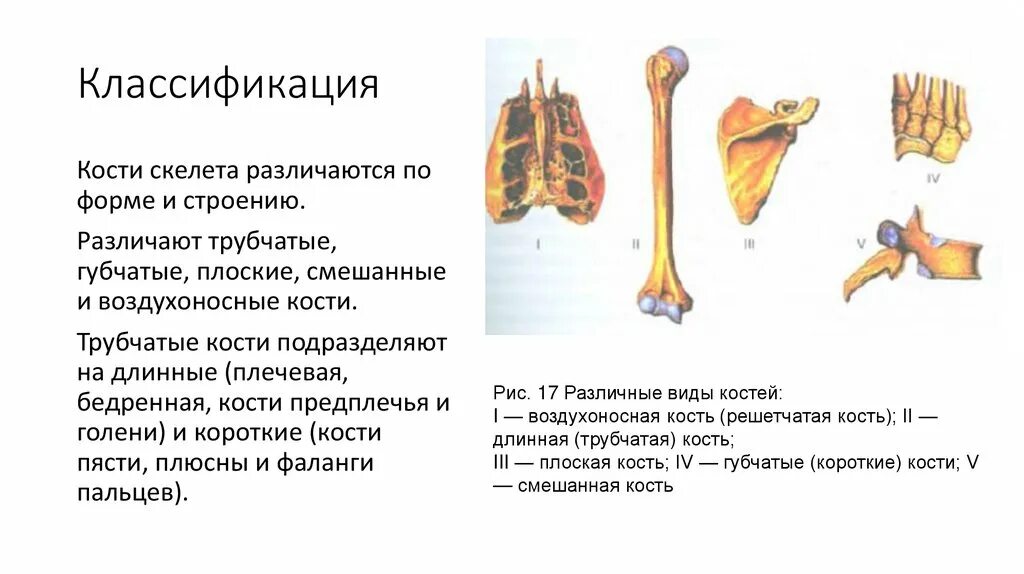 Три трубчатые кости. Кости конечностей губчатые трубчатые. Кости по строению губчатые трубчатые. Классификация костей скелета. Классификация костей трубчатые губчатые смешанные.