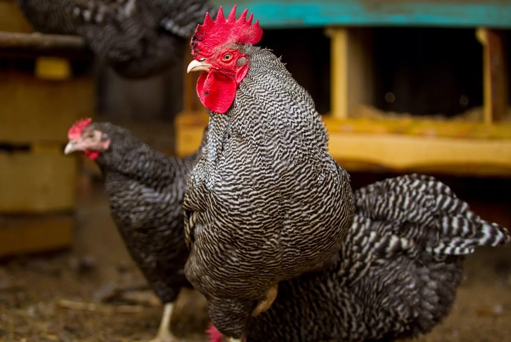 полосатый плимутрок. полосатый плимутрок. куры плимутрок полосатый. белый плимутрок. куры плимутрок полосатый.