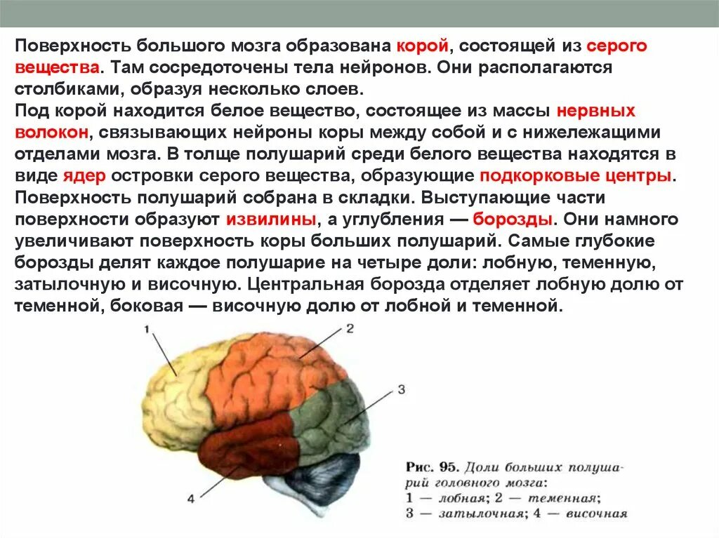 Большие полушария состоят из долей. Поверхность большого мозга образована корой состоящей из. Серое вещество коры больших полушарий. Поверхности коры больших полушарий. Доли коры больших полушарий.