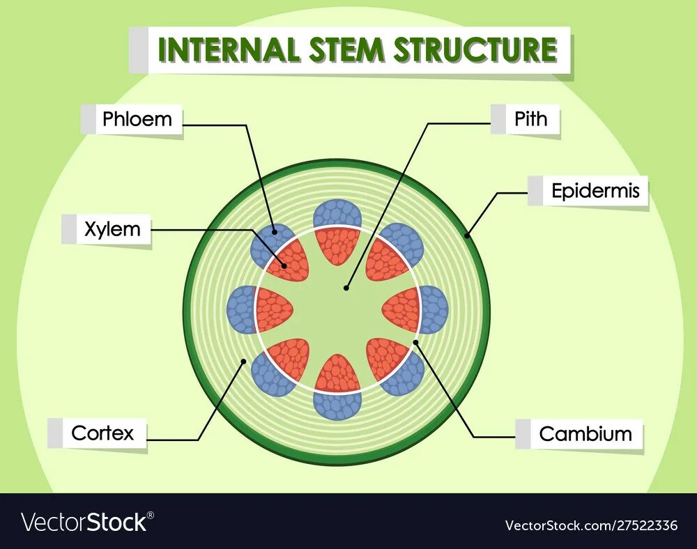 Internal structure. Structure of Stem Cells. The Internal structure of the Plant Stem. Внутренняя структура (Internal structure). Internal structure of Plants.