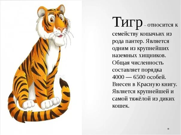 Лев какой род. Почему тигр относится к семейству кошачьих. Тигрица зовет тигрят. Почему тигры. Тигр семейство род.