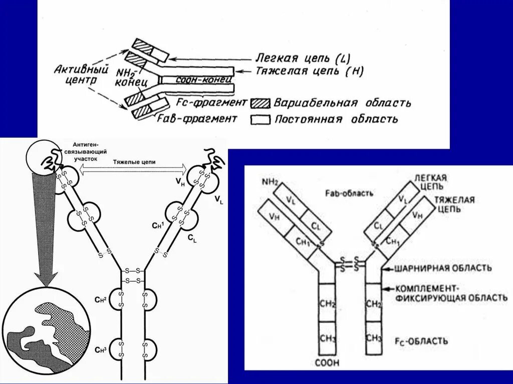 Схема иммуноглобулина. Строение h цепей иммуноглобулинов. Функции легкой цепи в антителе. Шарнир иммуноглобулина. Строение антитела иммунология.