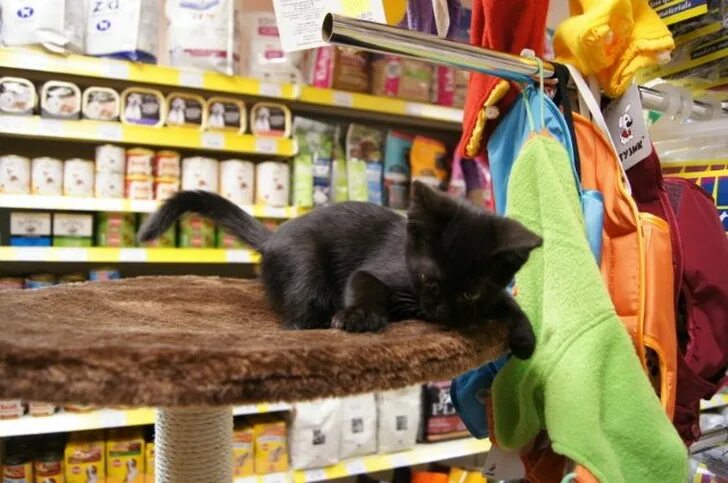 Cat store. Зоомагазин животные. Зоомагазин кошки. Котята в зоомагазине. Торговля животными в зоомагазине.