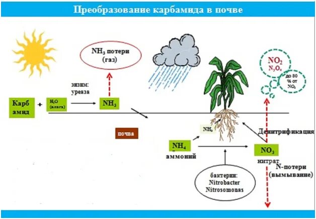 Соединения азота в почве. Амидная форма азота для растений. Форма азота в карбамиде. Формы азота в почве. Нитратная форма азота для растений это.