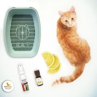 Чтобы коты не гадили дома