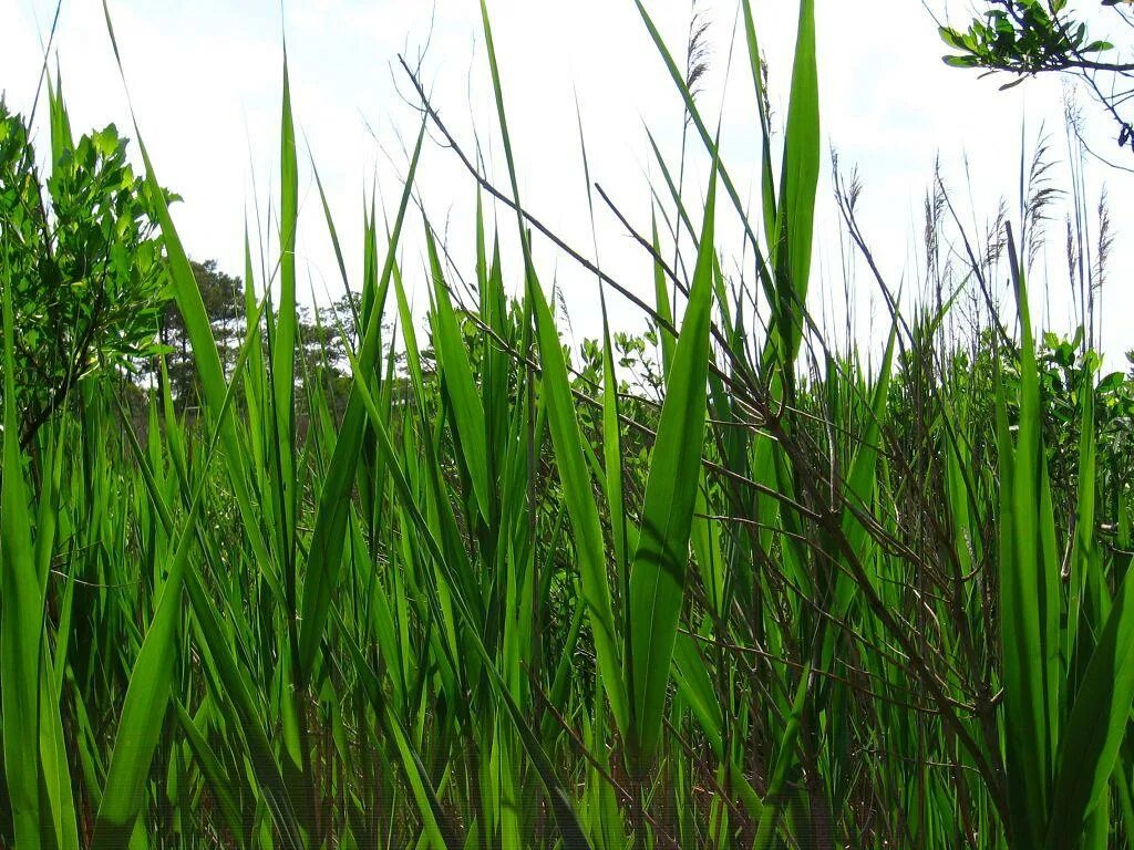 Бамбуковый лес сагано. Тростник южный phragmites australis. Тростник и бамбук. Тростник южный обыкновенный. Тростник южный variegatus.