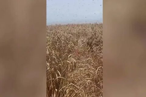 Кубань атакована