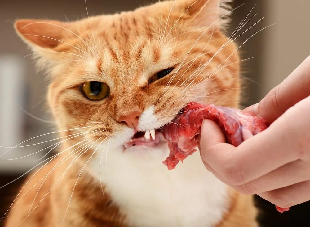 Можно ли давать коту сырую печень