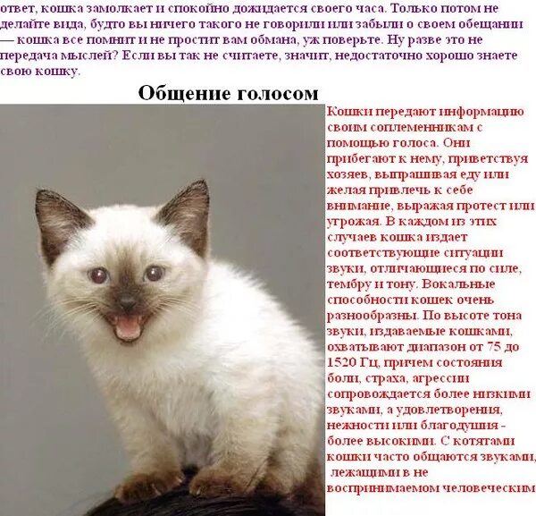 Звук котов которые хотят. Кошка издает звуки. Язык общения котов. Кошки говорят на человеческом языке.