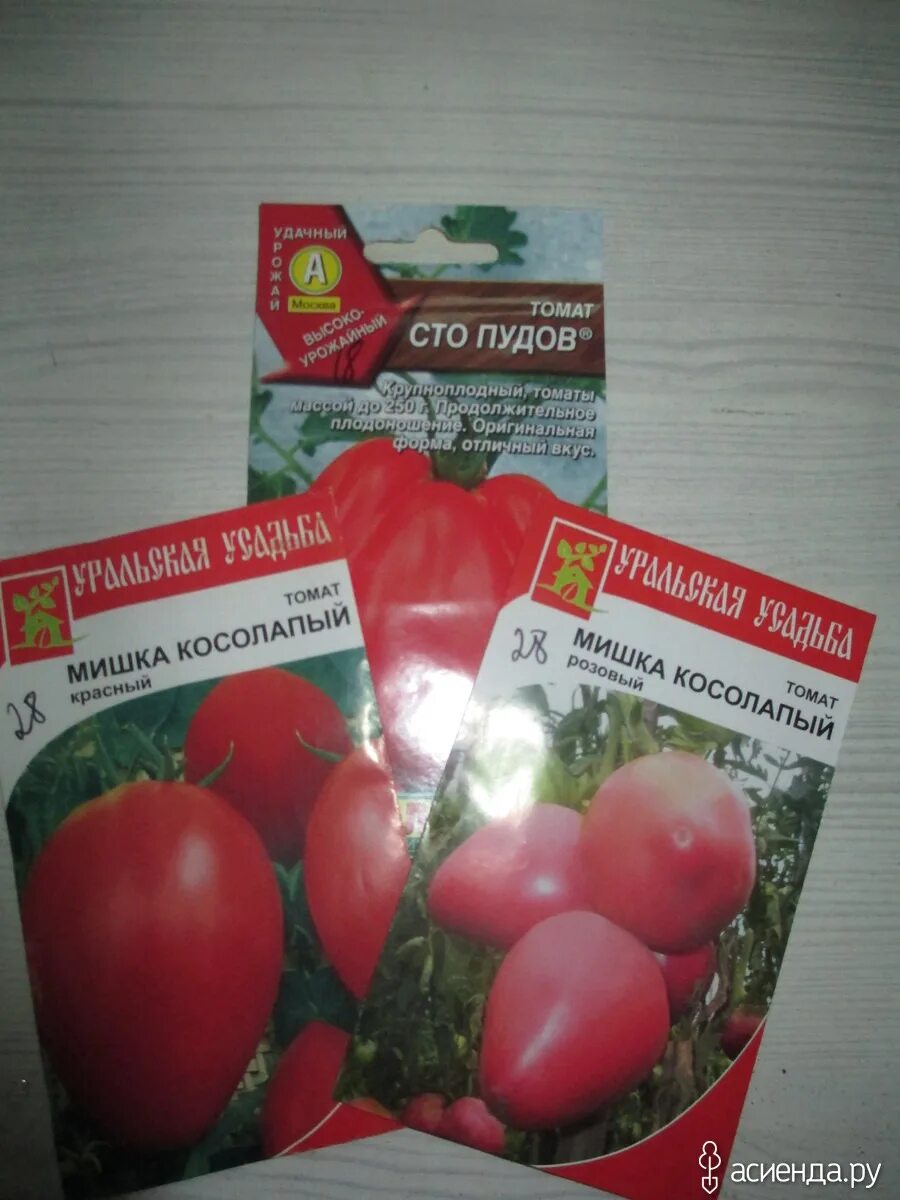 Сорт томата СТО пудов. Помидоры СТО пудов описание сорта. Томат СТО пудов семена.