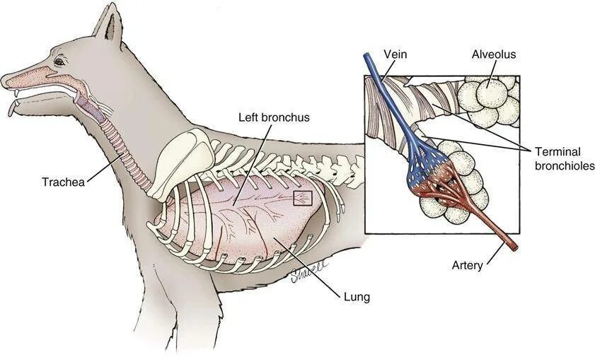 Почему щенок часто дышит. Дыхательная система собаки анатомия. Система органов дыхания собаки. Строение дыхательной системы собаки. Трахея собаки схема.