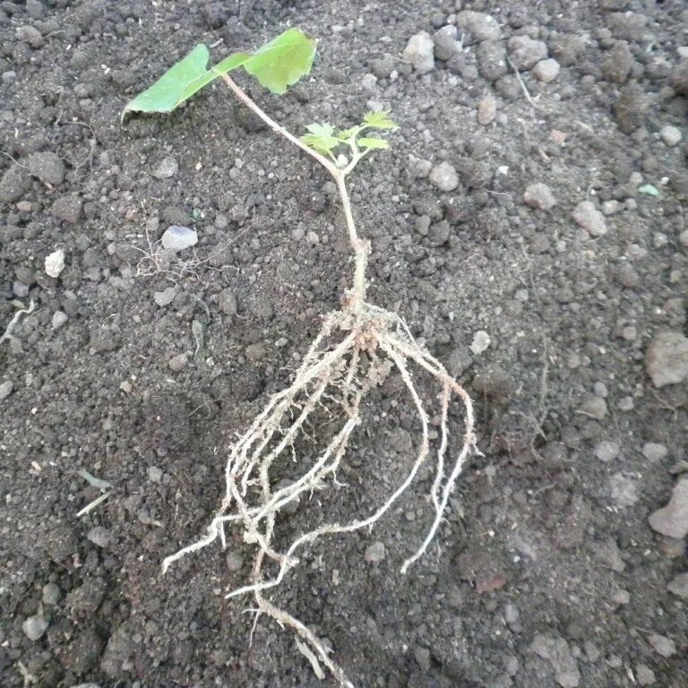 корневище винограда. корневая винограда. катаровка винограда это. саженец винограда корни. корневище винограда.