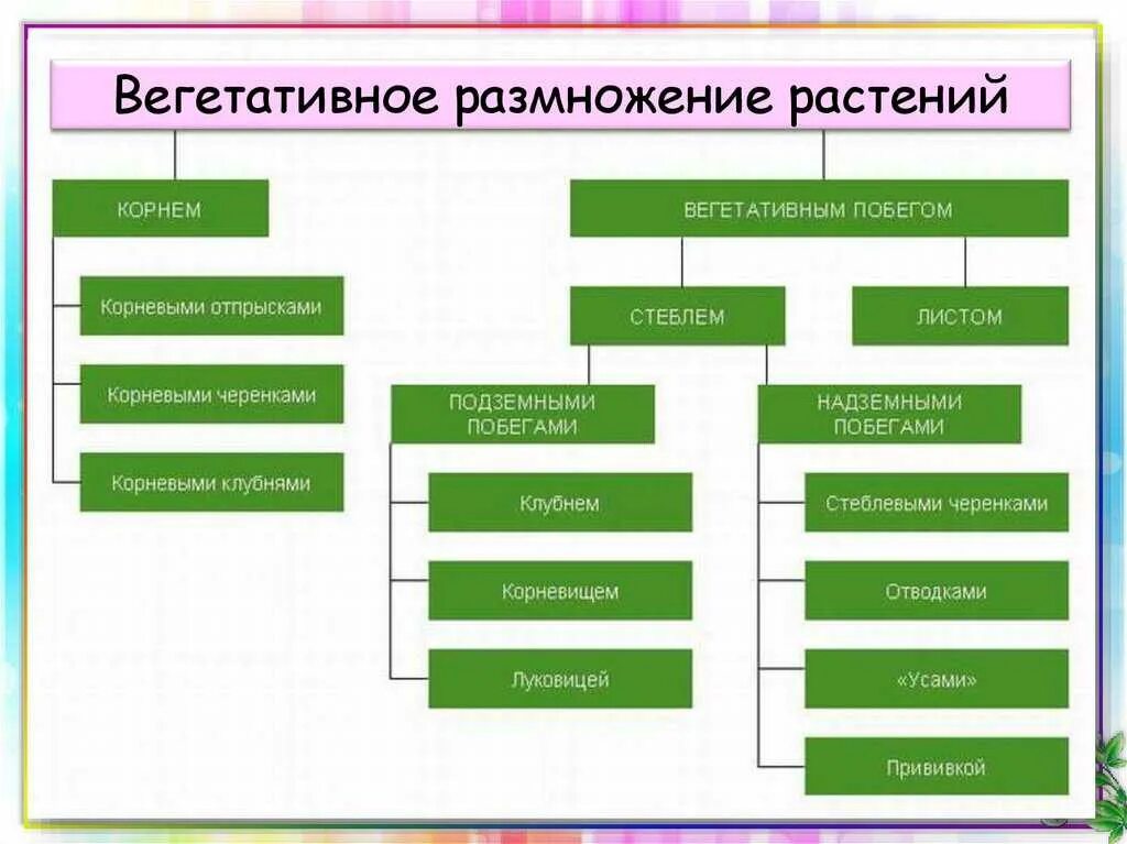 Какой орган обеспечивает вегетативное размножение растений ответ. Способы вегетативного размножения растений. вегетативное размножение растений схема. формы и способы размножения растений схема 2. схема способы размножения растений биология 6.