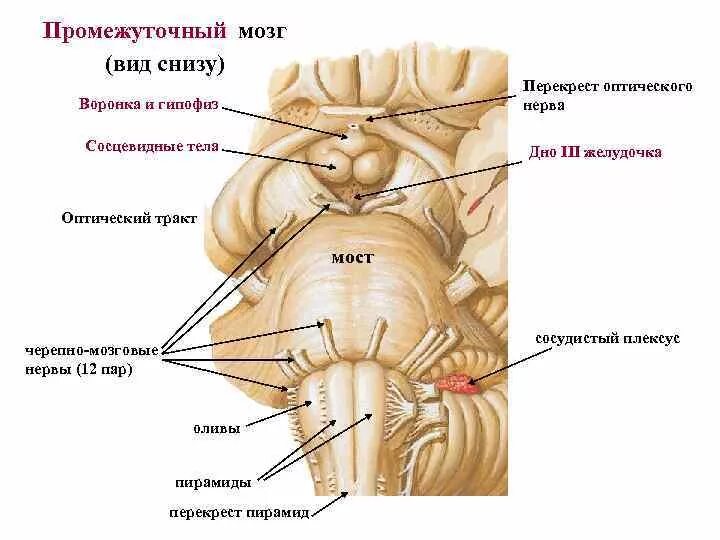 Картинки ПРОМЕЖУТОЧНЫЙ МОЗГ РАЗВИТИЕ