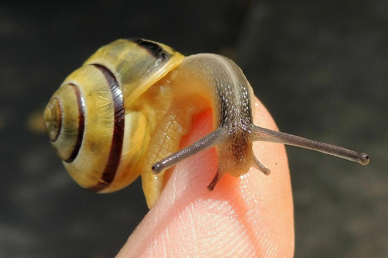 глаза улитки крупным планом. улитка ахатина глаза. улитка мелания строение. где находятся глаза у улитки. улитка ахатина глаза.