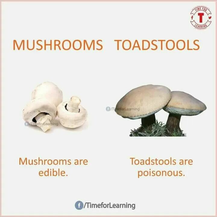 Тоадстул. Toadstool перевод. Toadstool США. VR vs Mushrooms. Mushroom глагол