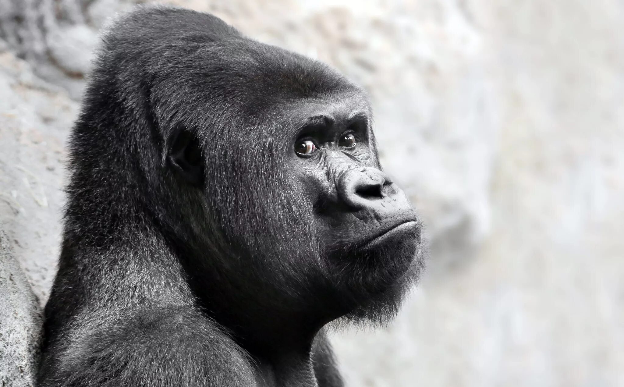 Monkey gorilla