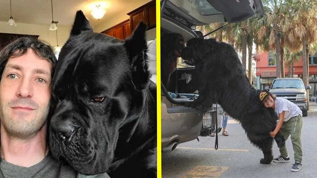 Mike’s dog is not the biggest. Немецкий дог по кличке гигантский джордж. Самый большей пес. Самая большая собака. Самый большей пес.
