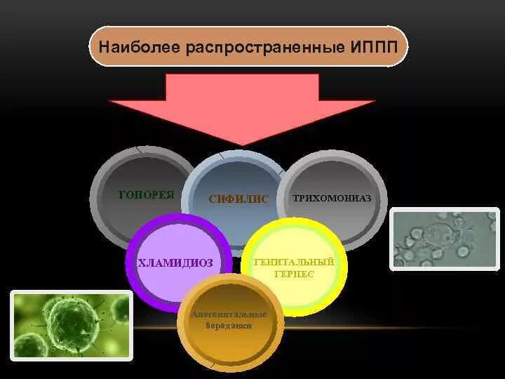 Какие из перечисленных заболеваний передаются половым путем. Наиболее распространённые ИППП. Самые распространенные ИППП. Распространенные инфекции, передаваемые половым путем. Наиболее распространенные инфекции передаваемые пол путем.