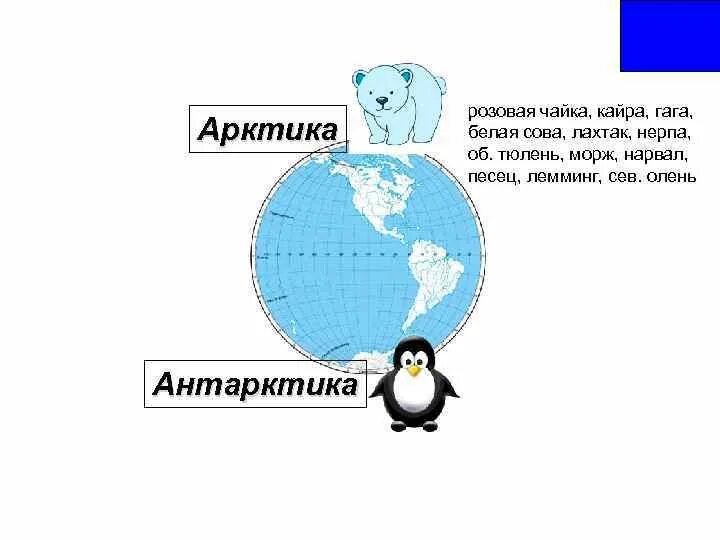 Антарктида это Северный полюс или Южный. Южный полюс это Арктика или Антарктика. Арктика и Антарктика разница. Антарктида Арктика Антарктика разница.