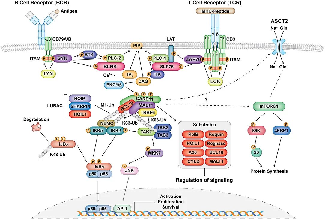 T cell receptor. Строение tcr и bcr рецепторов. tcr bcr рецепторы. tcr bcr receptors. tcr рецептор т сигналинг.