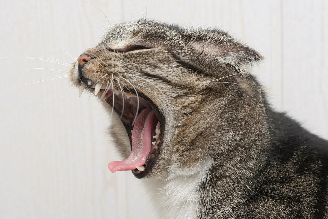 Орущий кот. Кот с открытой пастью. Кричащий кот. Кот зевает.