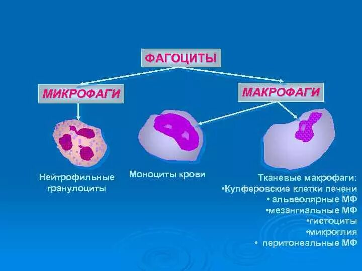 Фагоциты типы клеток. Классификация фагоцитов иммунология. Микрофаги и макрофаги. Фагоциты моноциты и нейтрофилы.